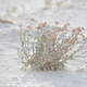 Desert and grass at Juan largo Canyon in New Mexico image - Free stock ...