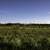 Landscape of trees and grasses in Chequamegon National Forest ...