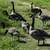 Group of Geese swimming in the water image - Free stock photo - Public ...