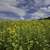 Backs of the sunflowers under the skies image - Free stock photo ...