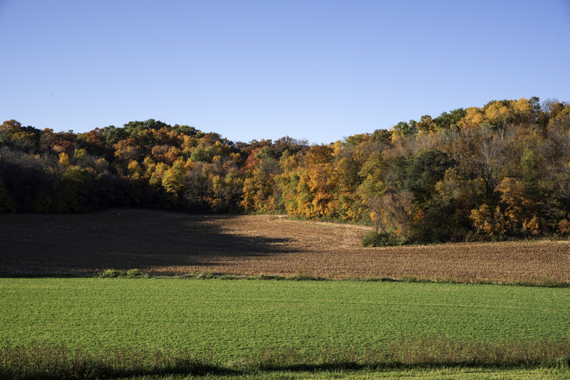 View of the trees and autumn forest in Wisconsin image - Free stock ...